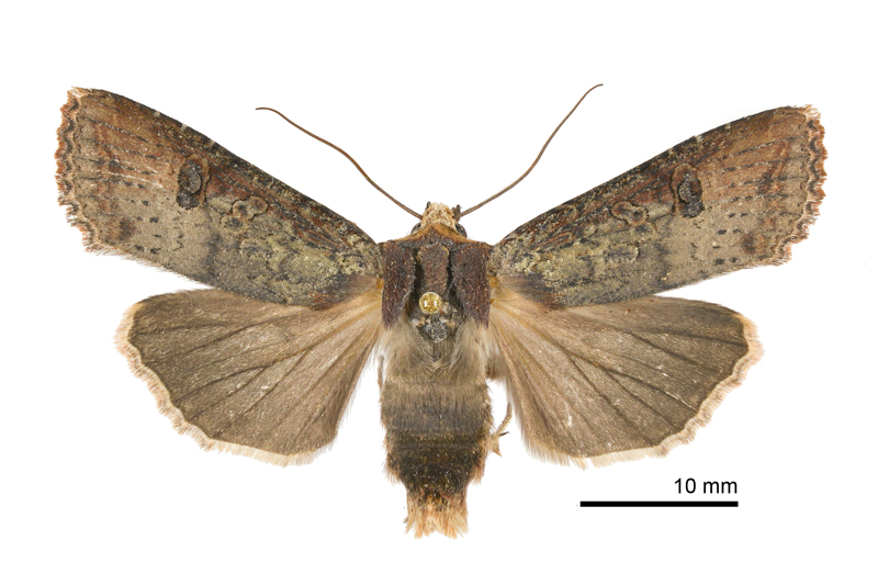 Xylena plumbeopaca Male